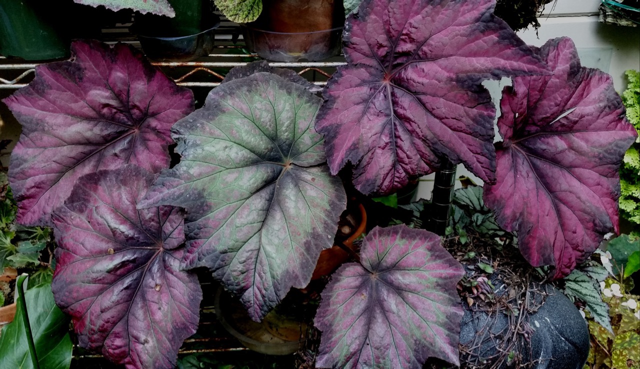B. ‘Del Ray Sunset’